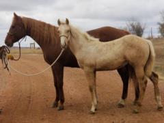 Galveston Drift JW <BR> AQHA 6005064